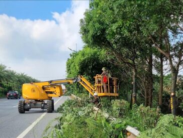 dịch-vụ-cắt-tỉa-cây-cảnh-cây-xanh-tai-tphcm