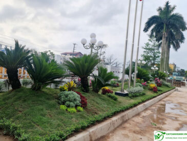 dịch-vụ-chăm-sóc-cây-xanh-cây-cảnh-công-ty
